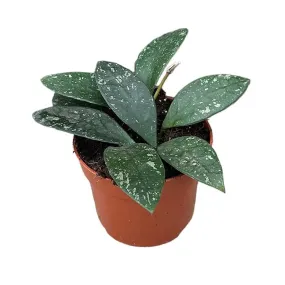 10 - 20cm Hoya Rundumensis Splash 10.5cm Pot House Plant